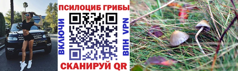 Галлюциногенные грибы Psilocybe  гидра зеркало  Жердевка 